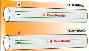peloanimalyhumano2014